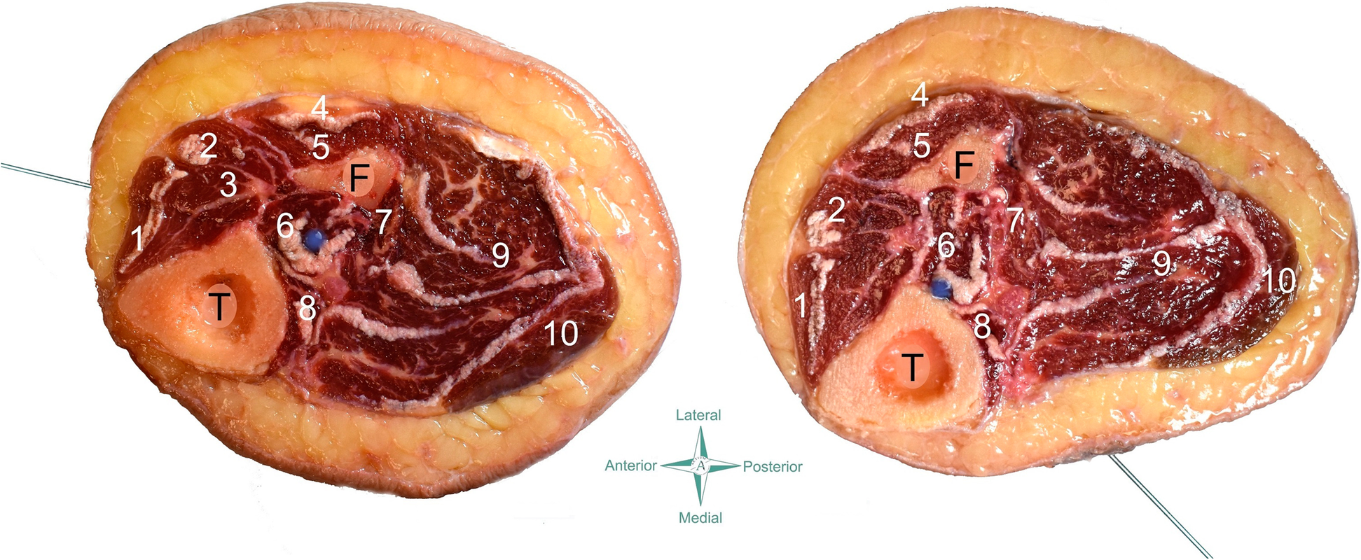 Fig. 5