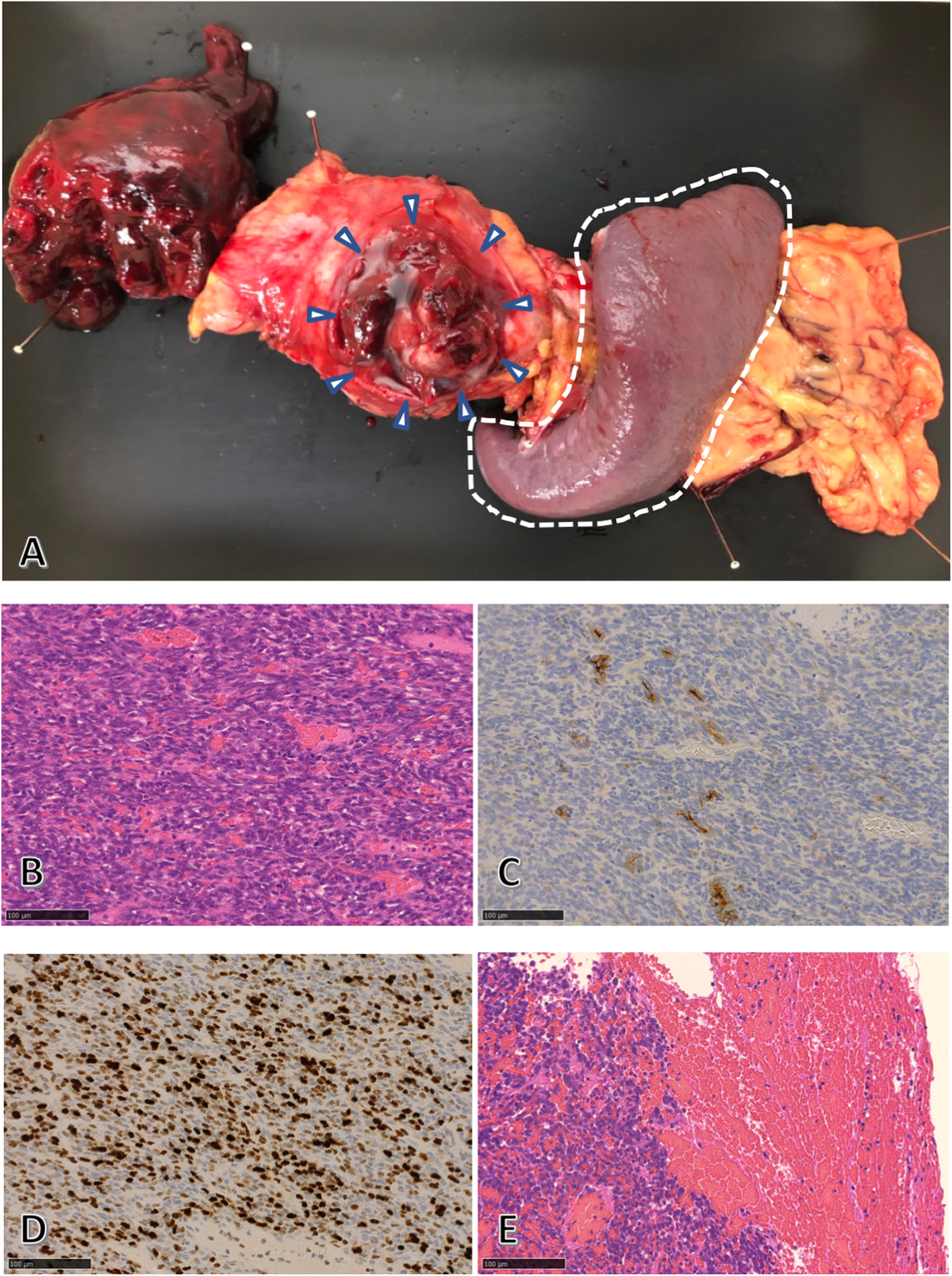 Fig. 4