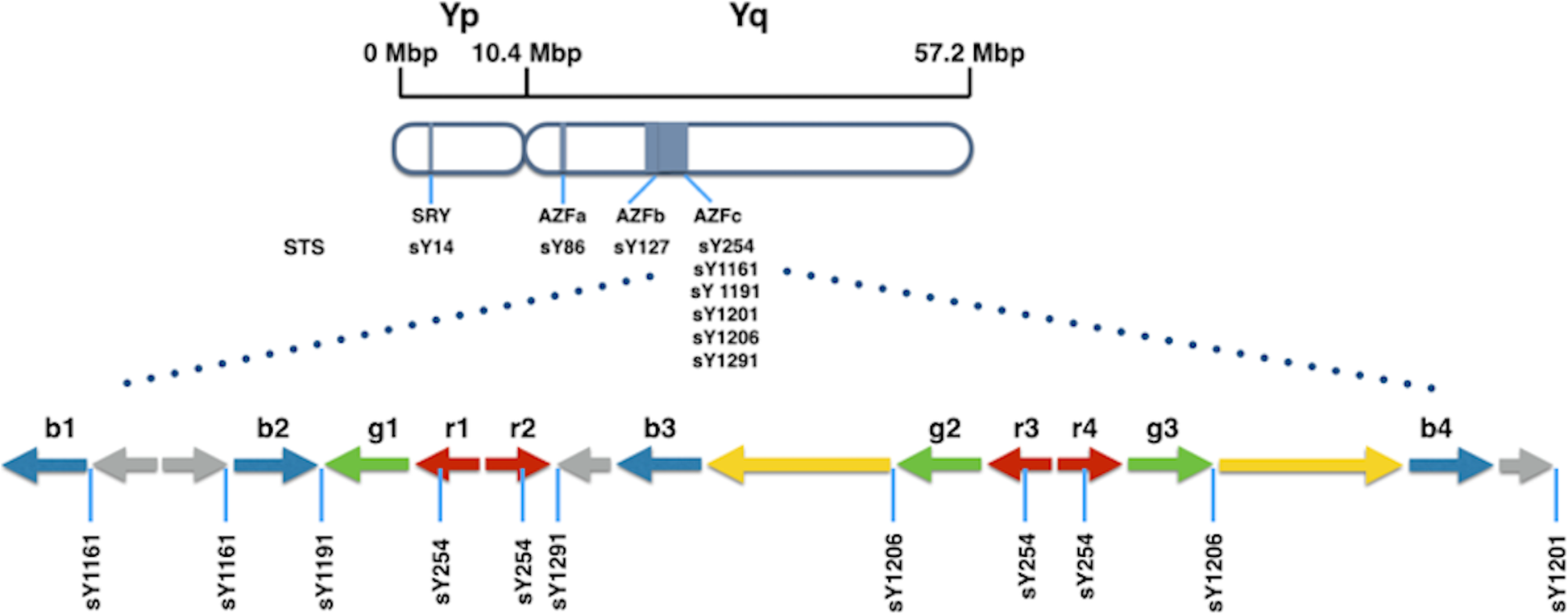 Fig. 1