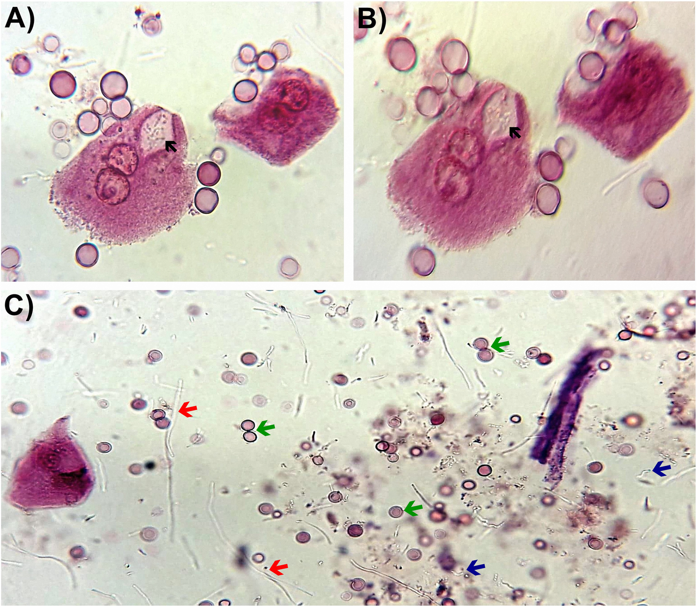 Fig. 1