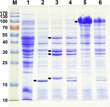 Fig. 2