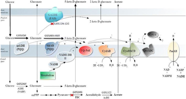 Fig. 1