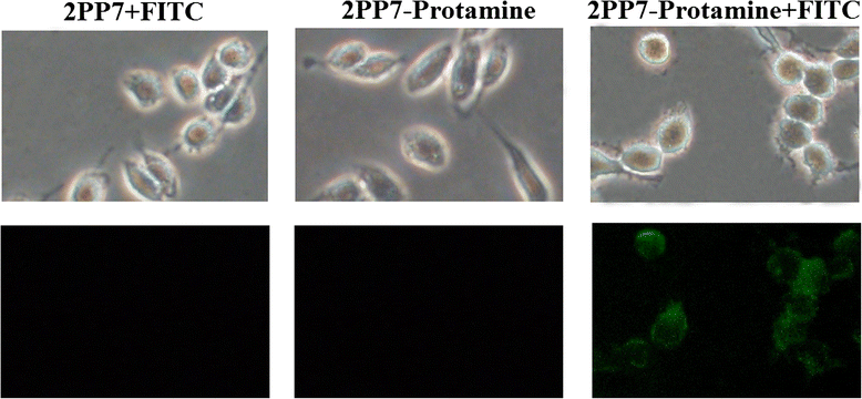 Fig. 6