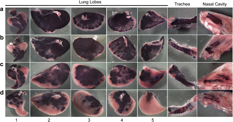 Fig. 5