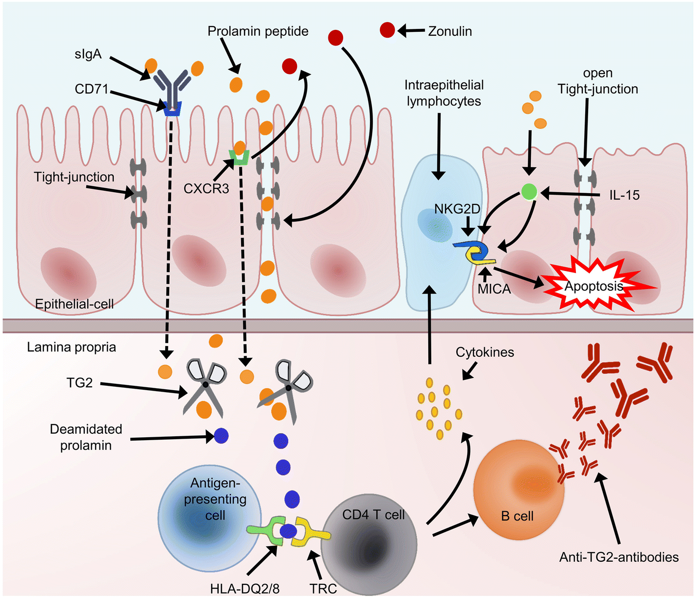 Fig. 1