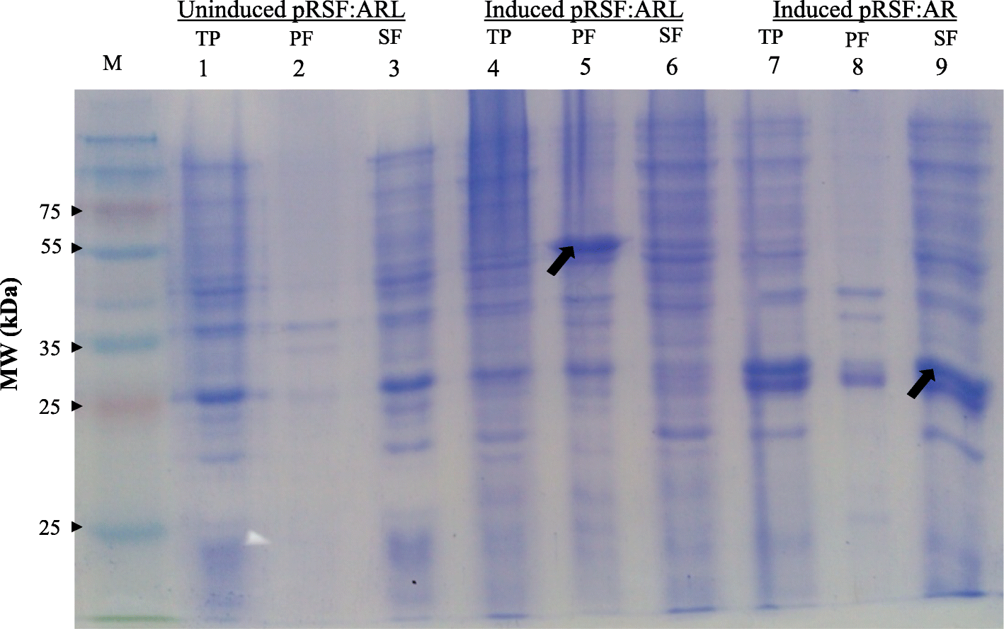 Fig. 2