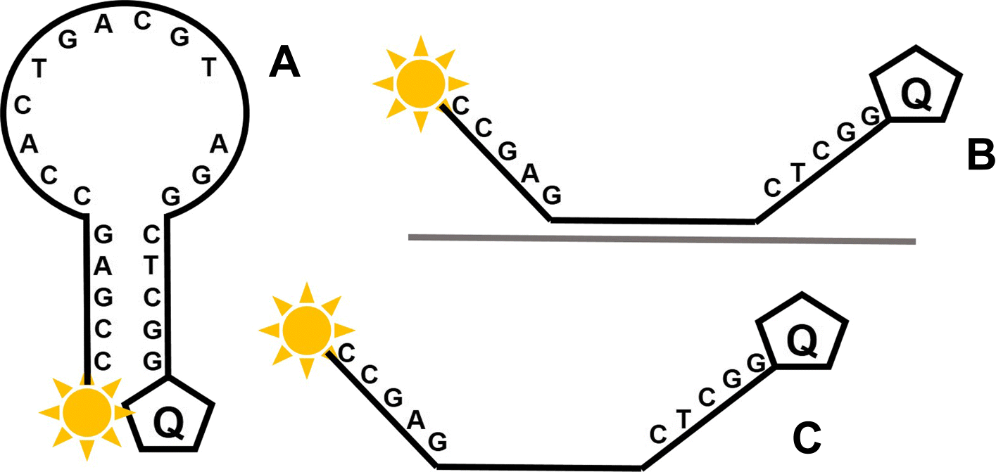 Fig. 12