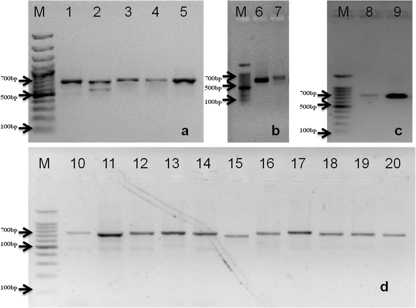 Rapid high throughput template preparation (rHTTP) method: a novel cost  effective method of direct PCR for a wide range of plants | BMC  Biotechnology | Full Text
