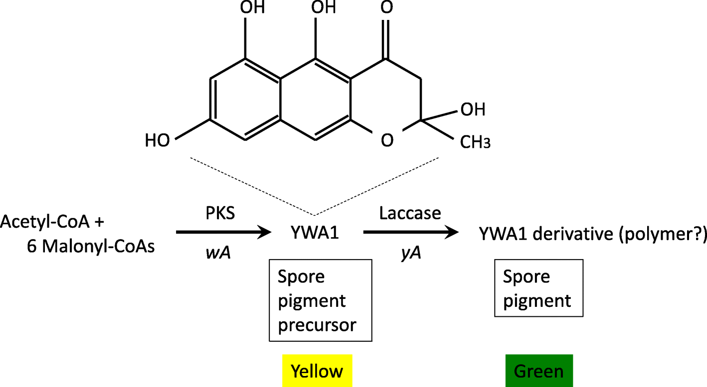 Fig. 2