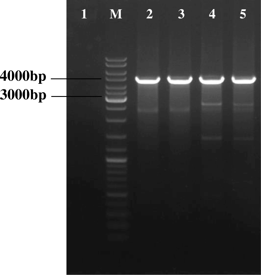 Engineering integrative vectors based on phage site-specific recombination  mechanism for Lactococcus lactis | BMC Biotechnology | Full Text