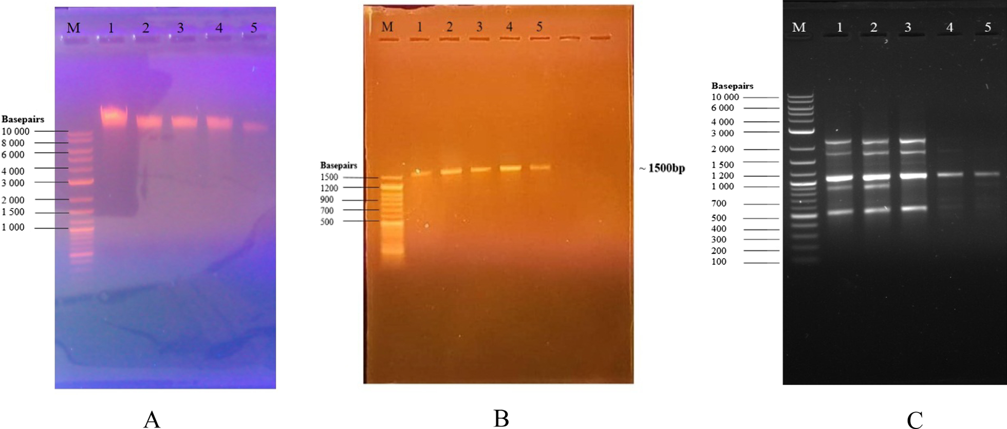 Fig. 10