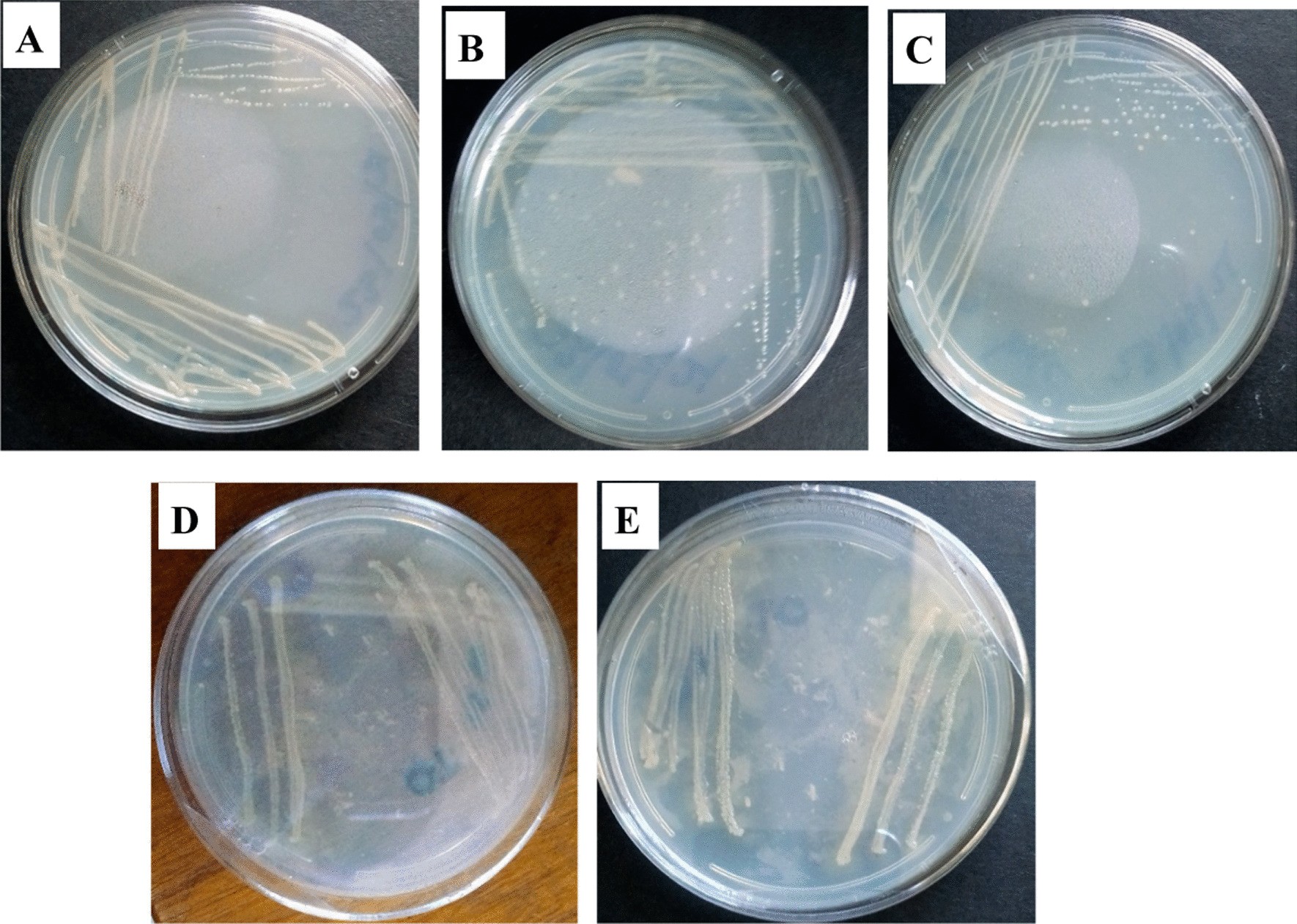 Fig. 8