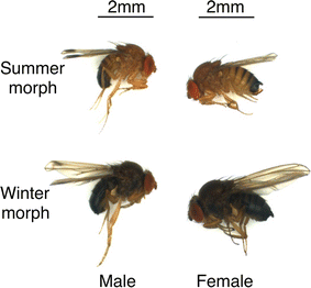 Fig. 2