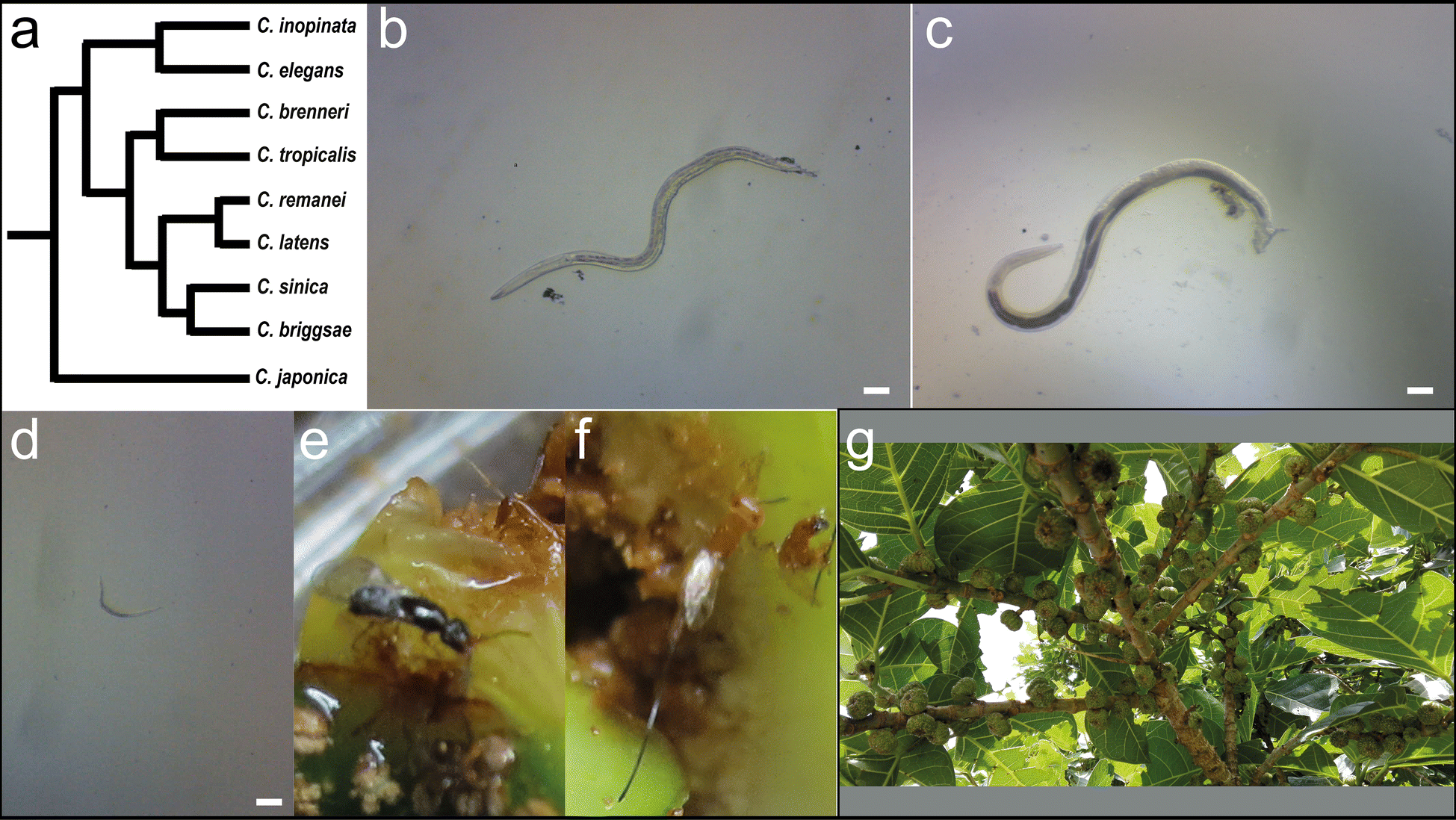 Fig. 1