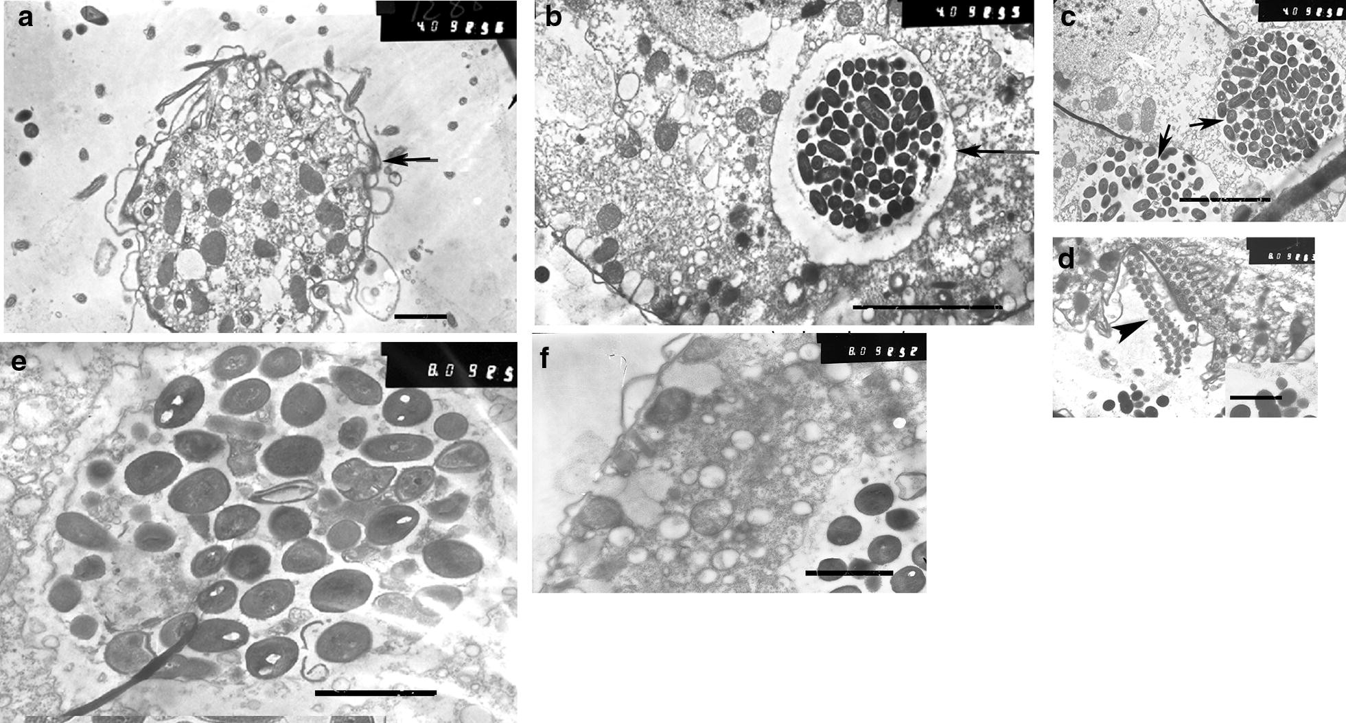 Fig. 5