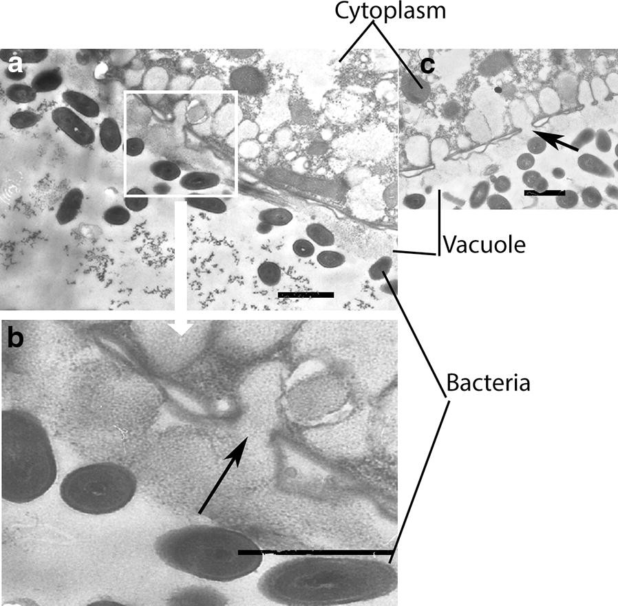 Fig. 6