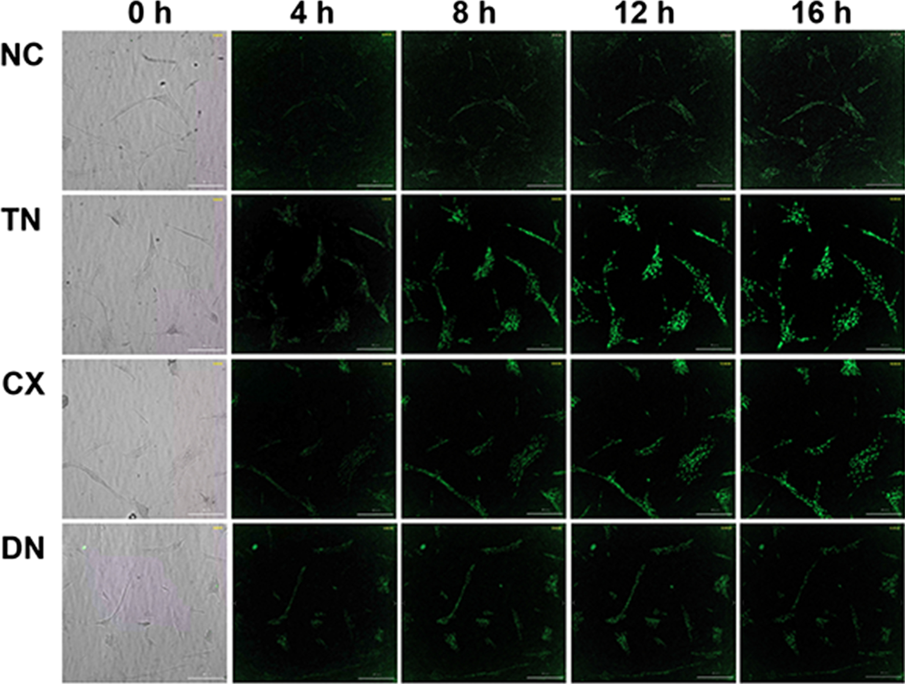 Fig. 9