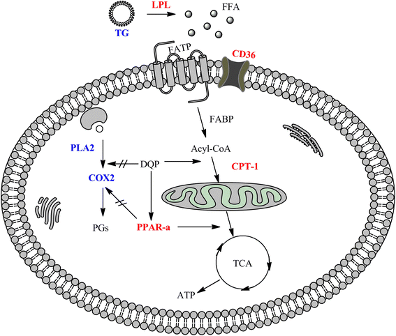 Fig. 5