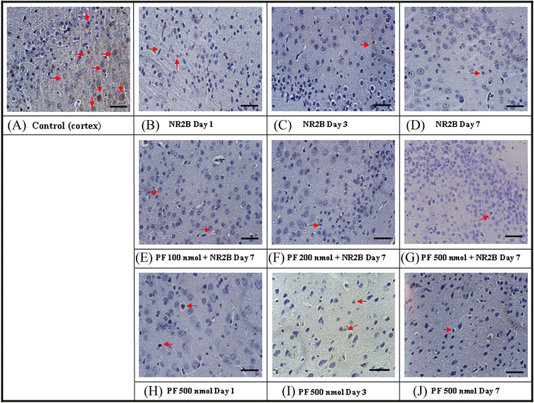 Fig. 8