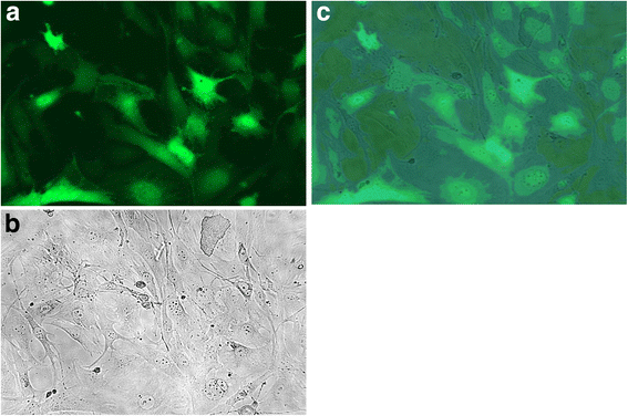 Fig. 4