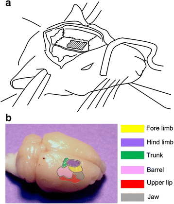 Fig. 1