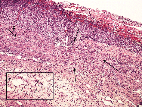 Fig. 5