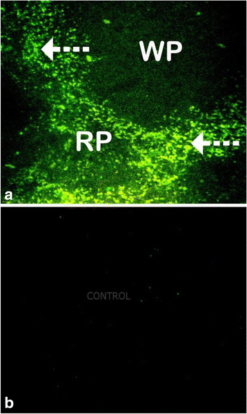 Fig. 12