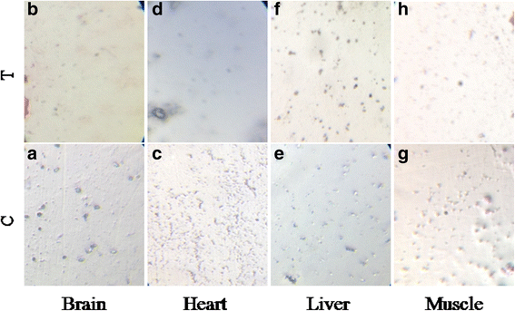 Fig. 7