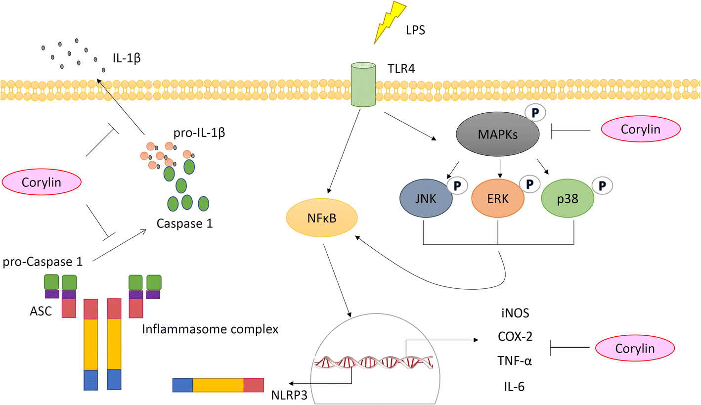 Fig. 6