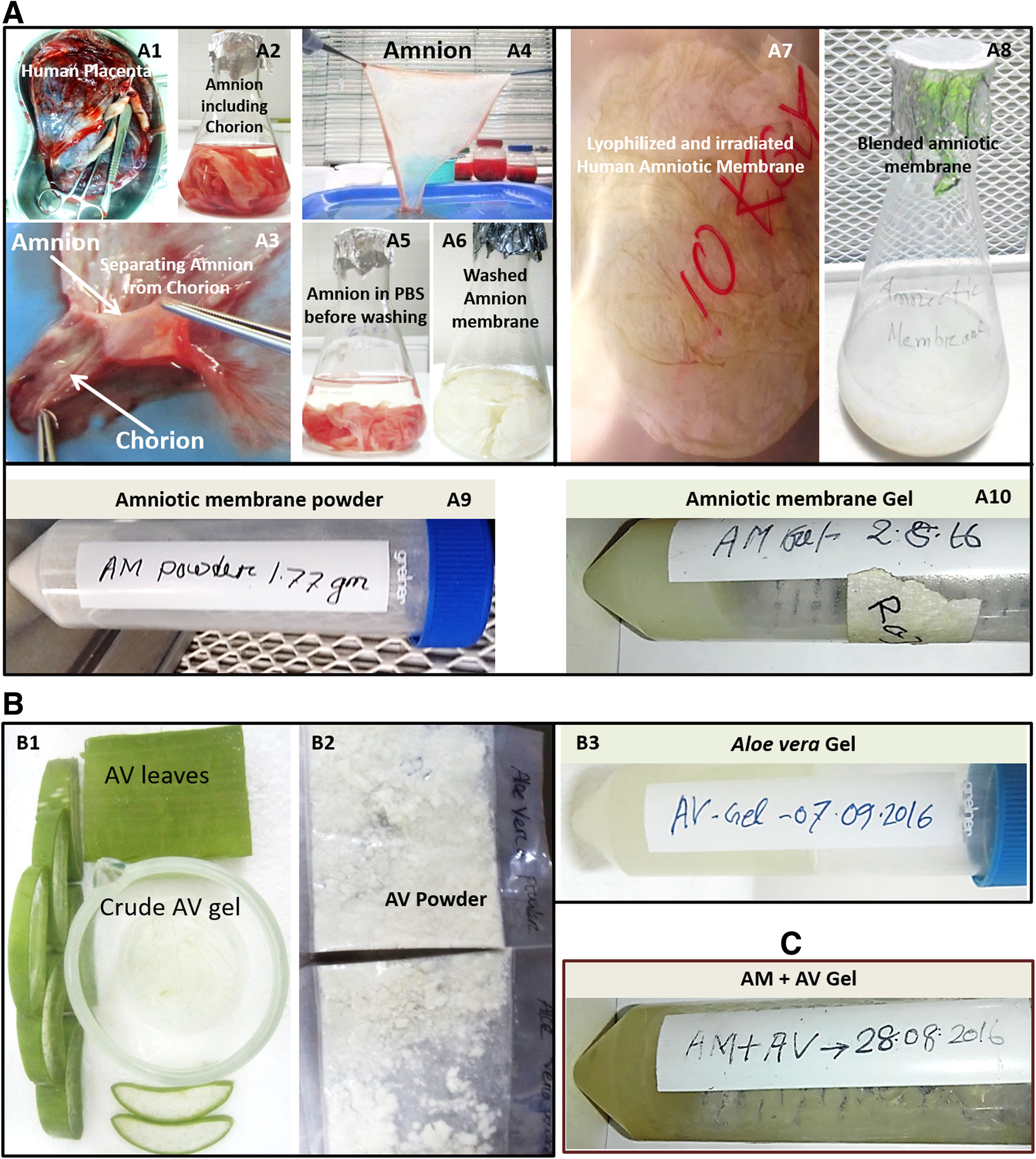 Characterization of burn wound healing gel prepared from human amniotic membrane and Aloe vera extract | Complementary Medicine and Therapies | Full Text