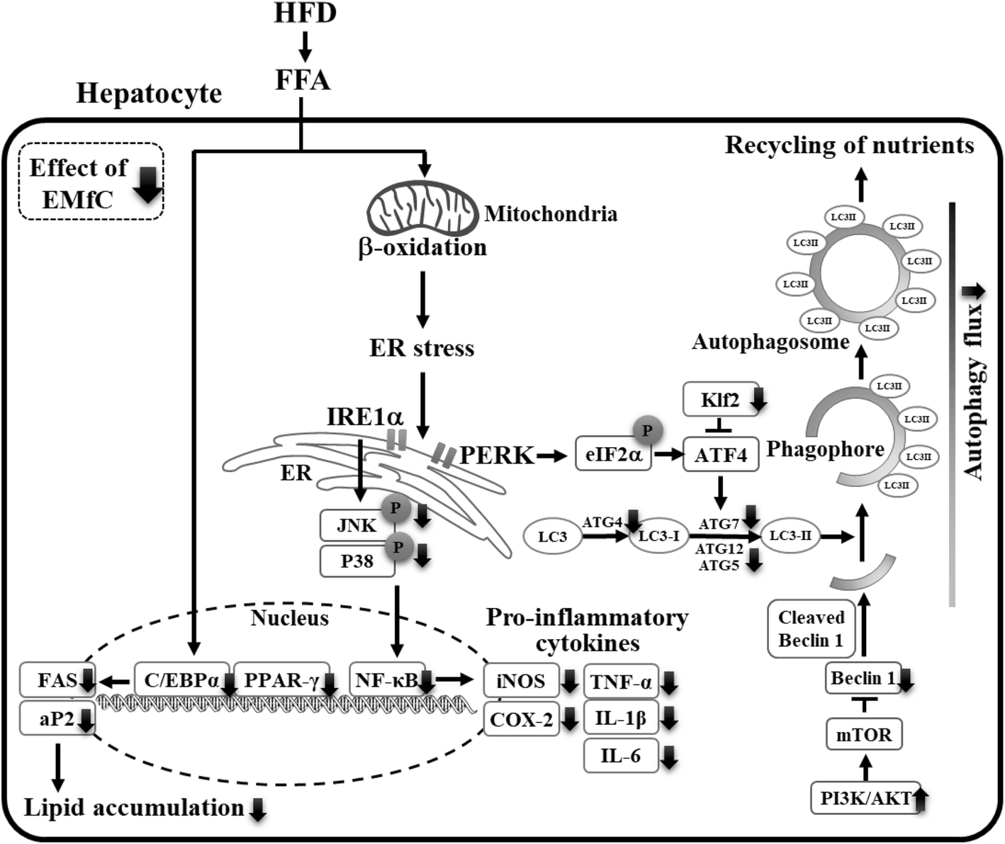 Fig. 8