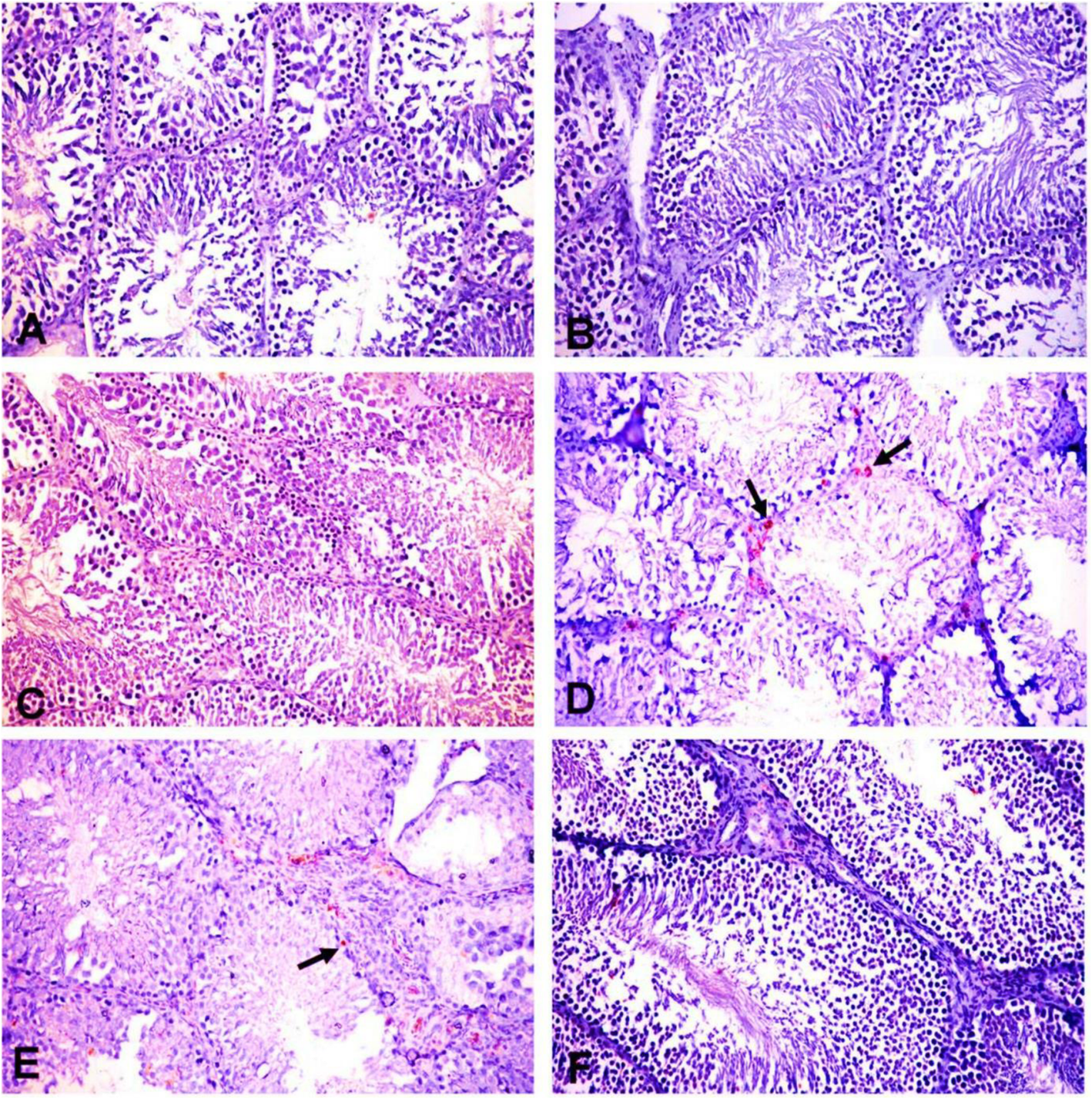 Fig. 6