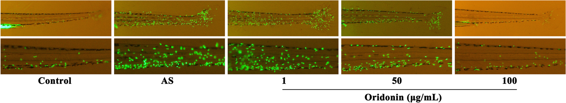 Fig. 9