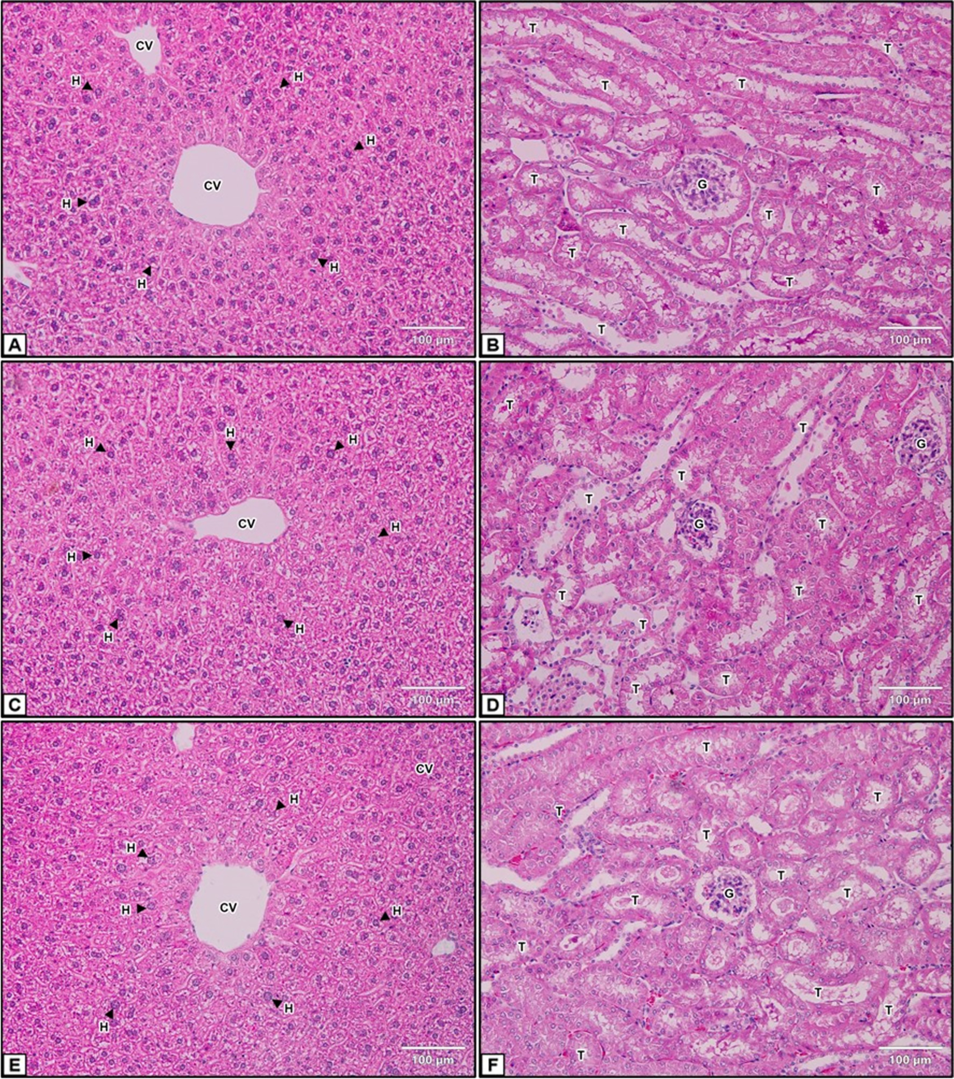 Fig. 5