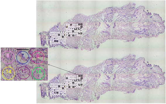 Fig. 5