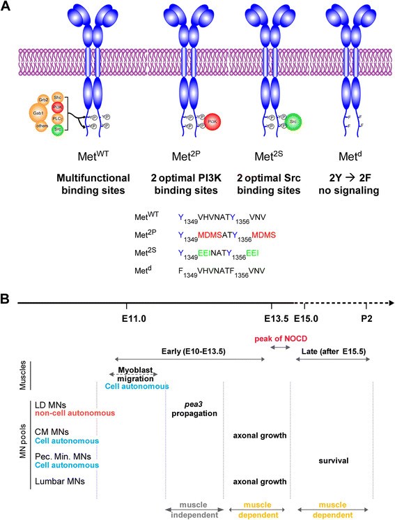 plasticity versus specificity in rtk signalling modalities for