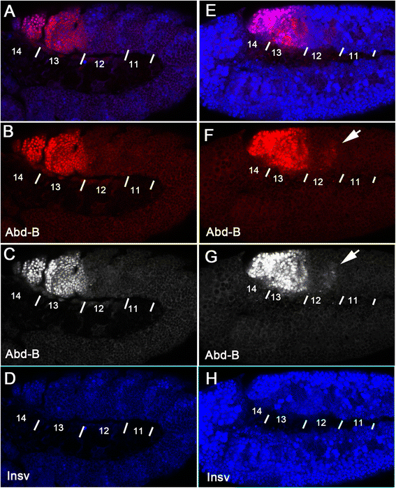 Fig. 8