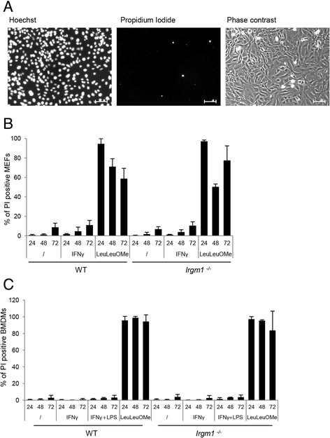 Fig. 8