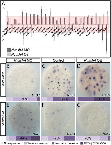 Fig. 8