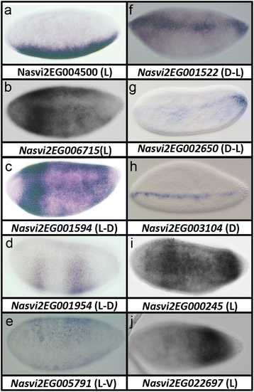 Fig. 8