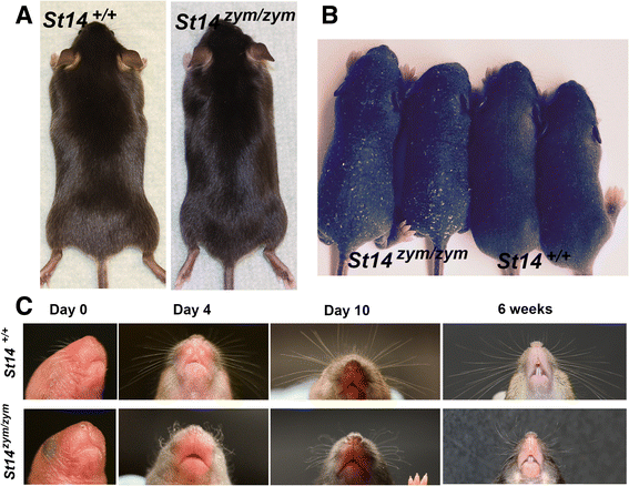 Fig. 7