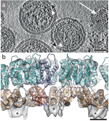 Fig. 5.