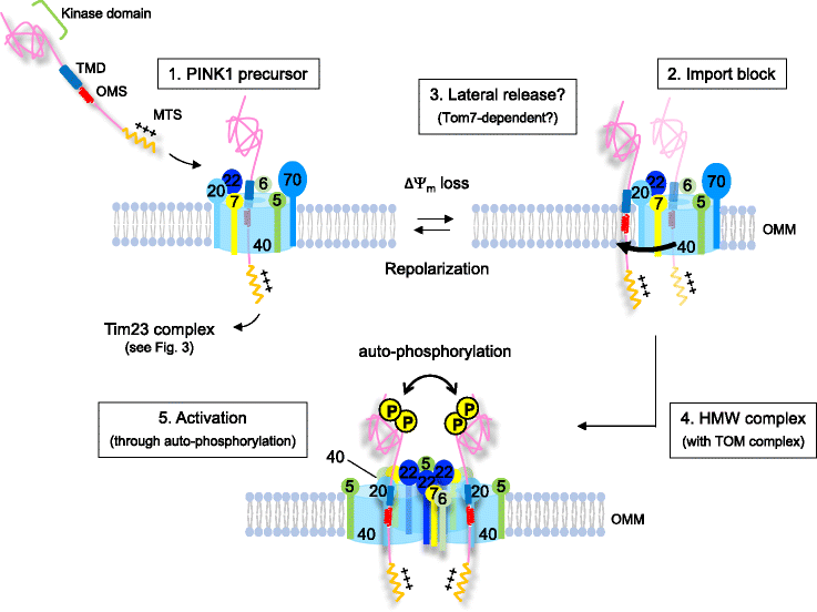 Fig. 5.