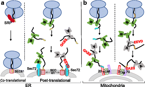 Hsp70 at the membrane: driving protein translocation | BMC Biology | Full  Text