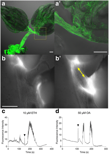 Fig. 3