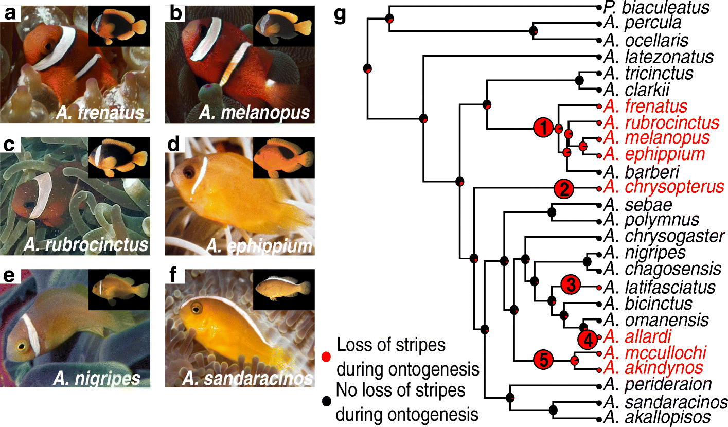 Fig. 5