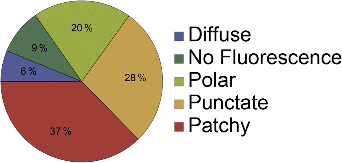 Protein Pie Chart