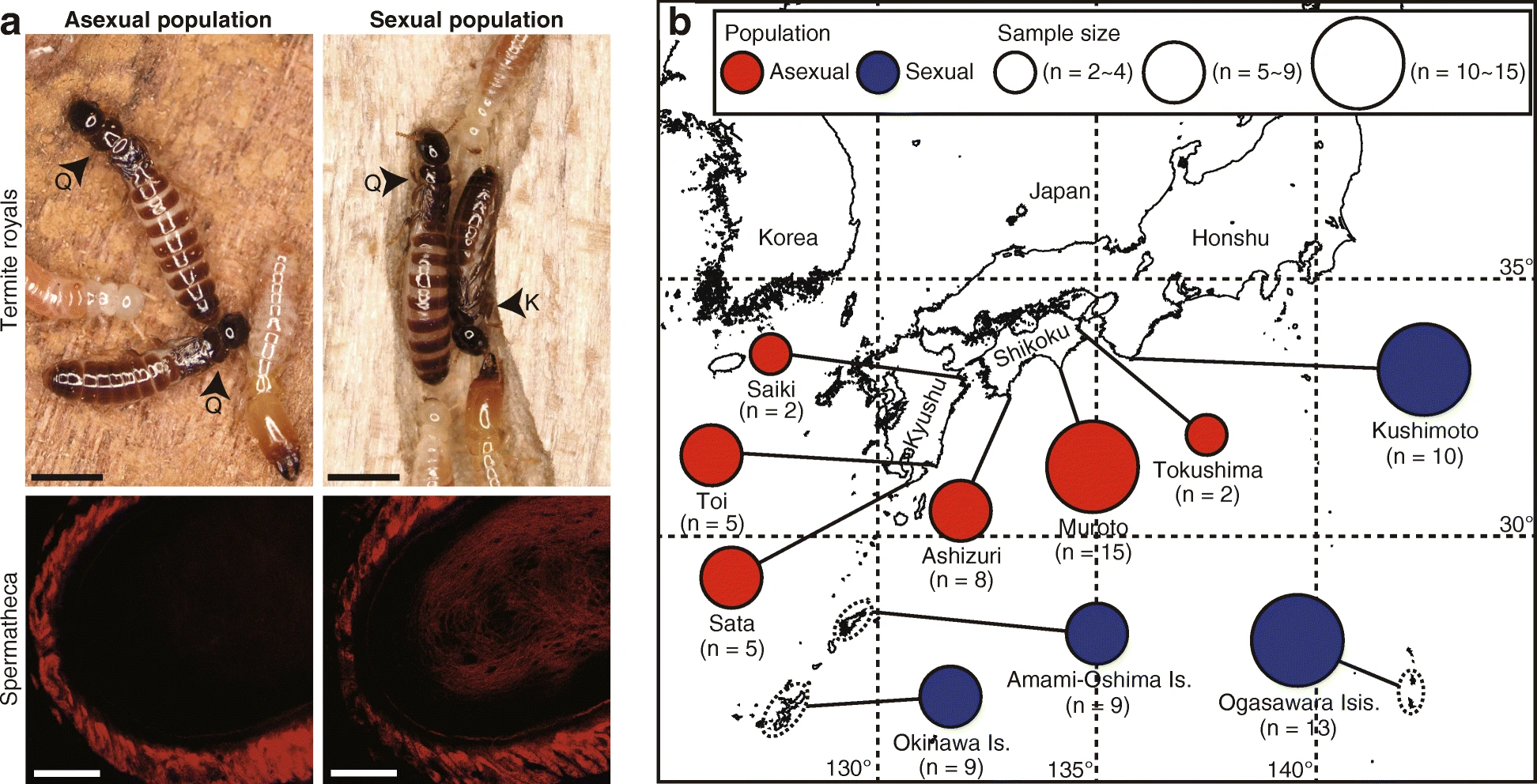 Loss of males from mixed-sex societies in termites