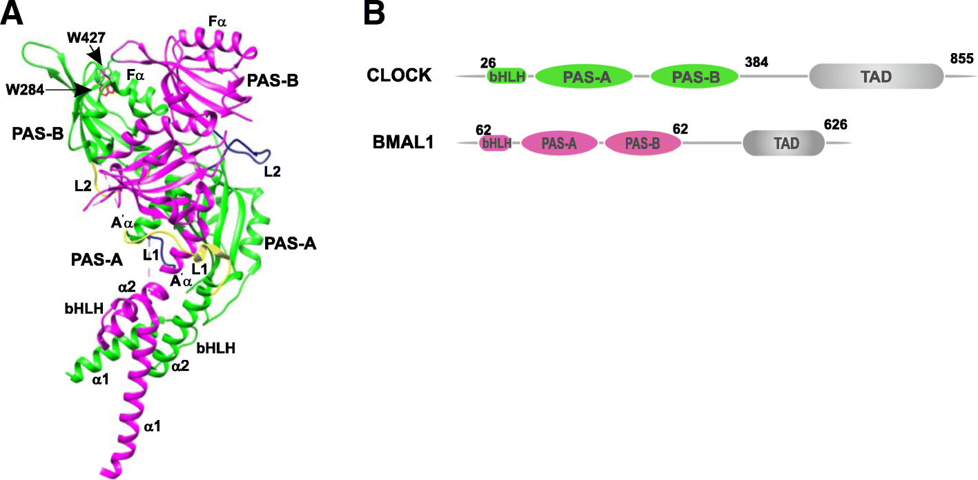 Fig. 10