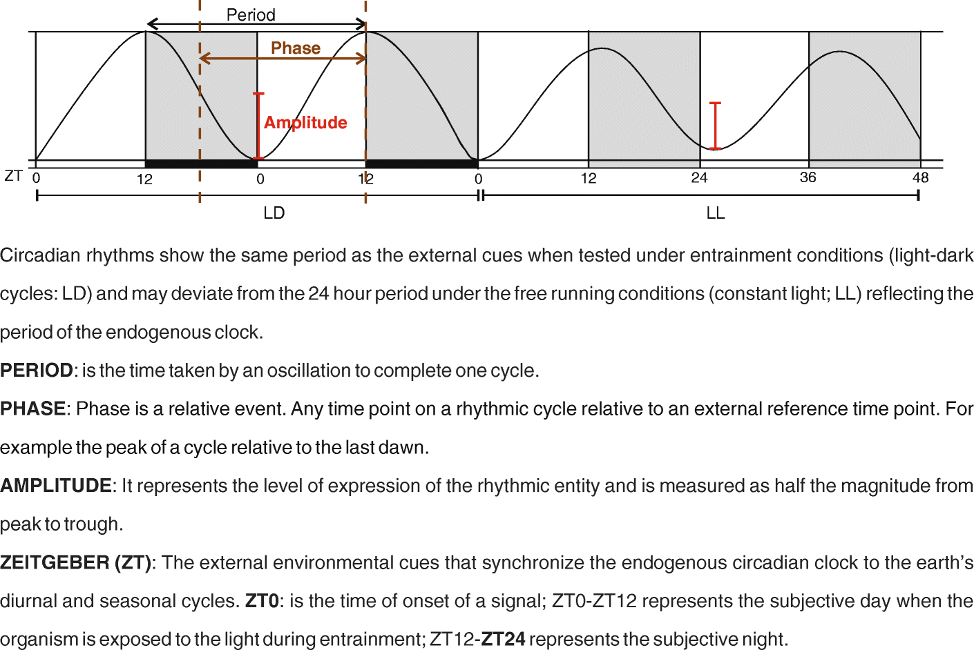 Circadian oscillator proteins across the kingdoms of life structural